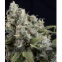 Auto Tutankhamon Feminised Pyramid Seeds